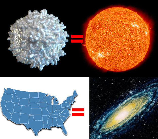 But none of those compares to the size of a galaxy. In fact, if you shrank the sun down to the size of a white blood cell and shrunk the Milky Way galaxy down using the same scale, the Milky Way would be the size of the United States: