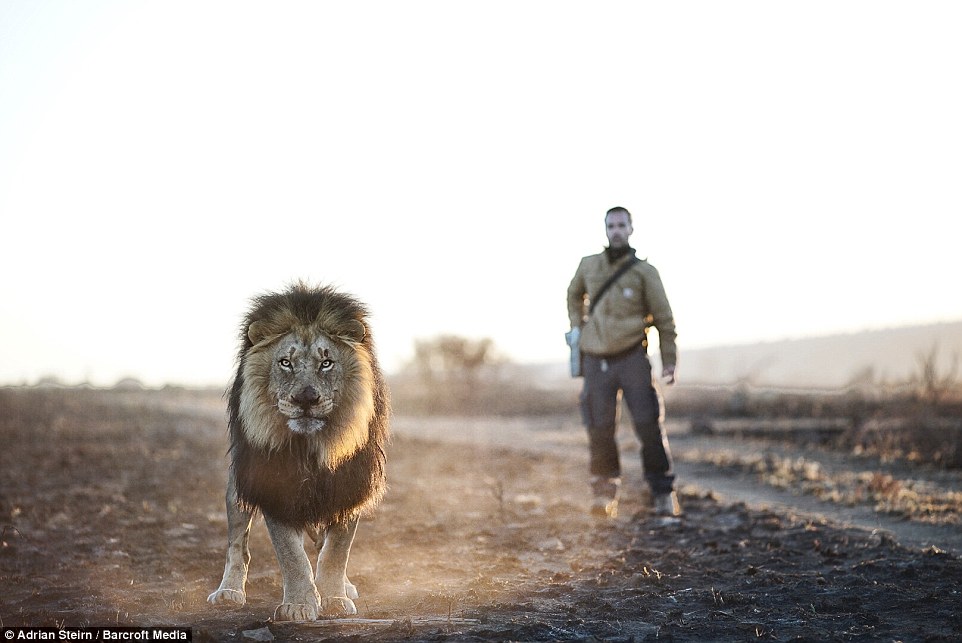 Kevin has presented and produced several documentaries that detail his relationships with the animals and highlight the plight of lions both in captivity and in the wild 