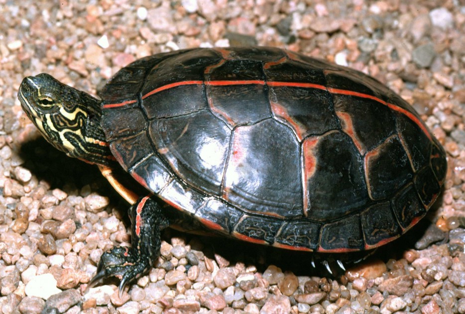 A3_Southern_painted_turtle-934x
