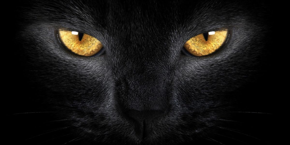 Black-Cat-eyes-1200x600