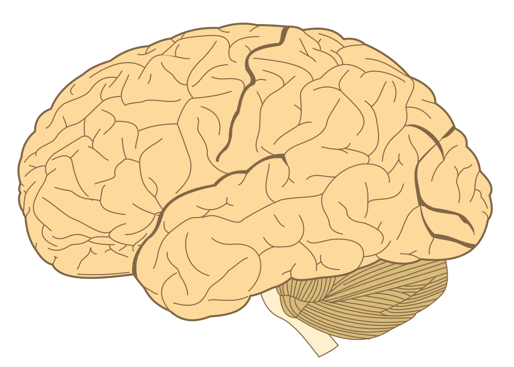 Human-brain