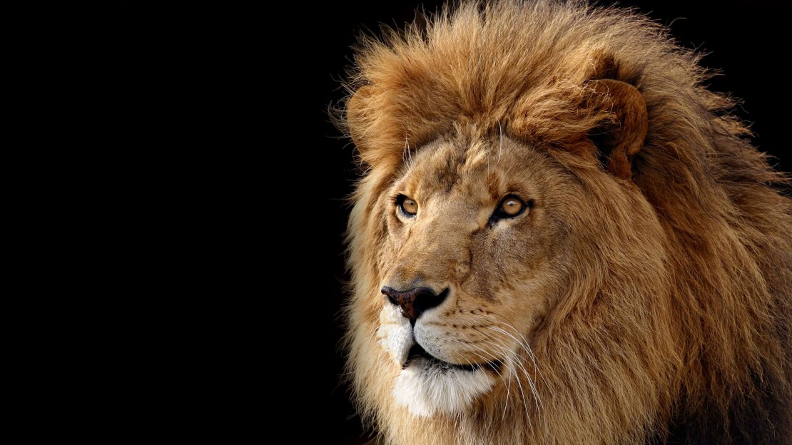 Lion-face-amazing-hd-pics
