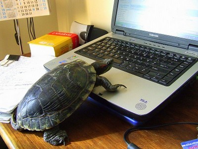 Turtle-Computer-CUNY-620x