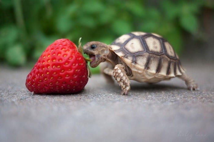 baby-turtle-eats-strawberry-big1-934x
