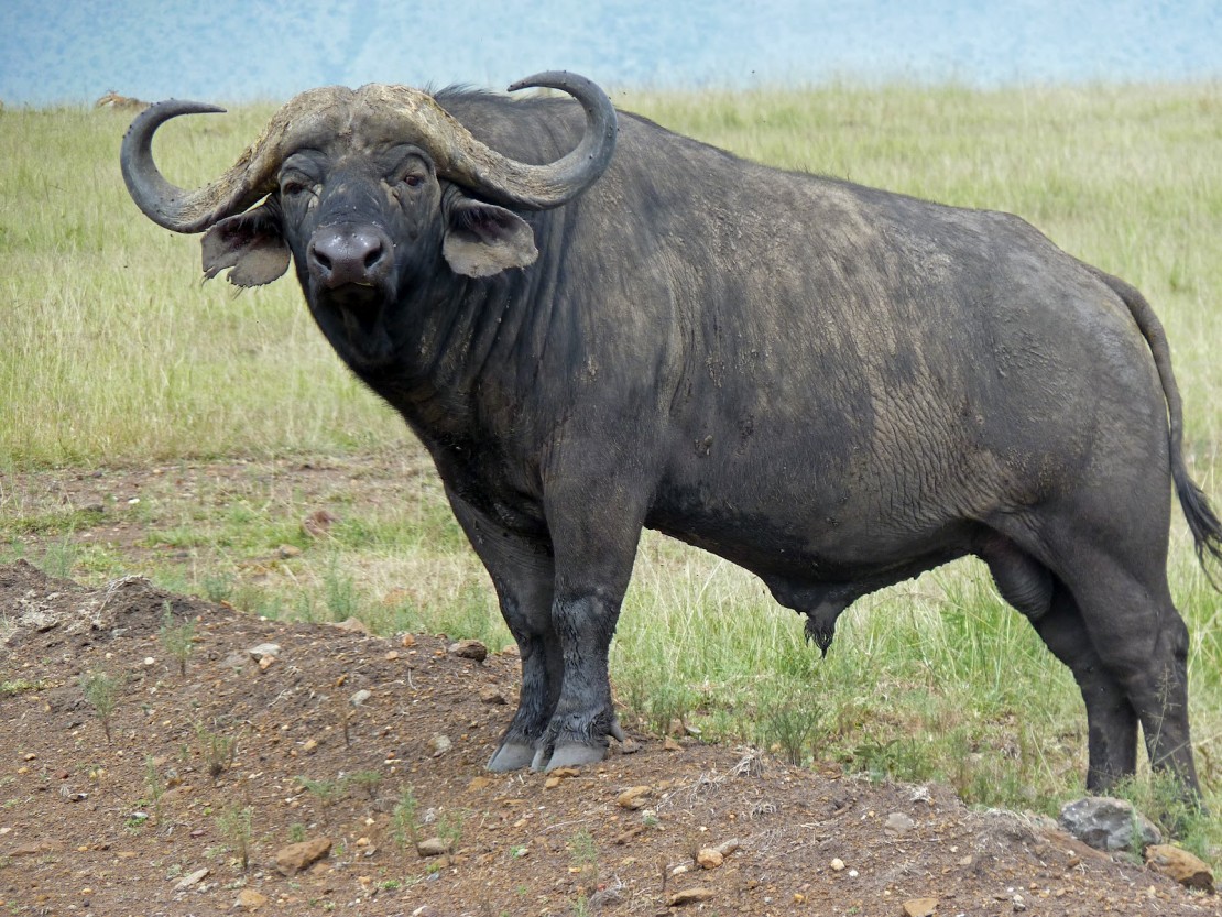buffalo-11