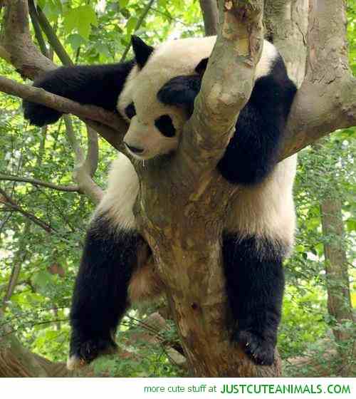 funny-panda-pictures-cute-animal-pics-beautiful-nature-pictures