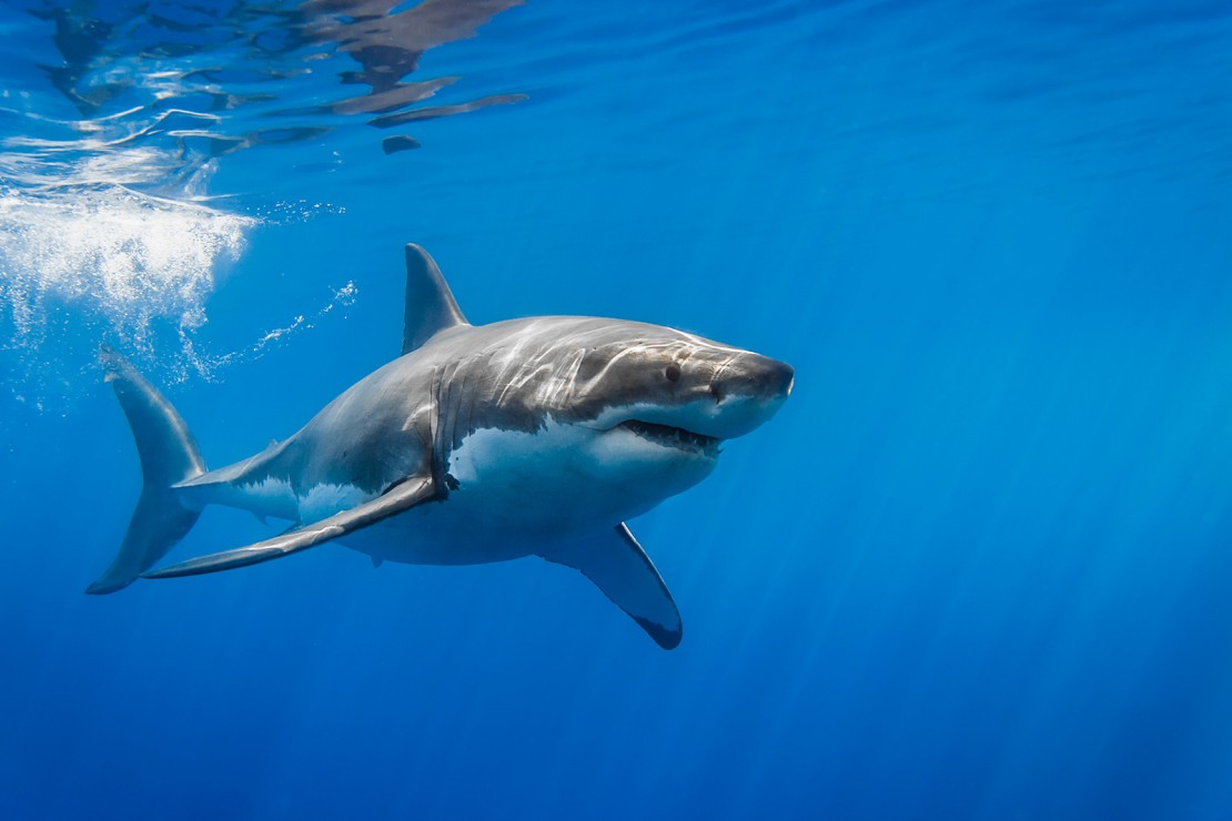 great-white-shark-with-sun-rays
