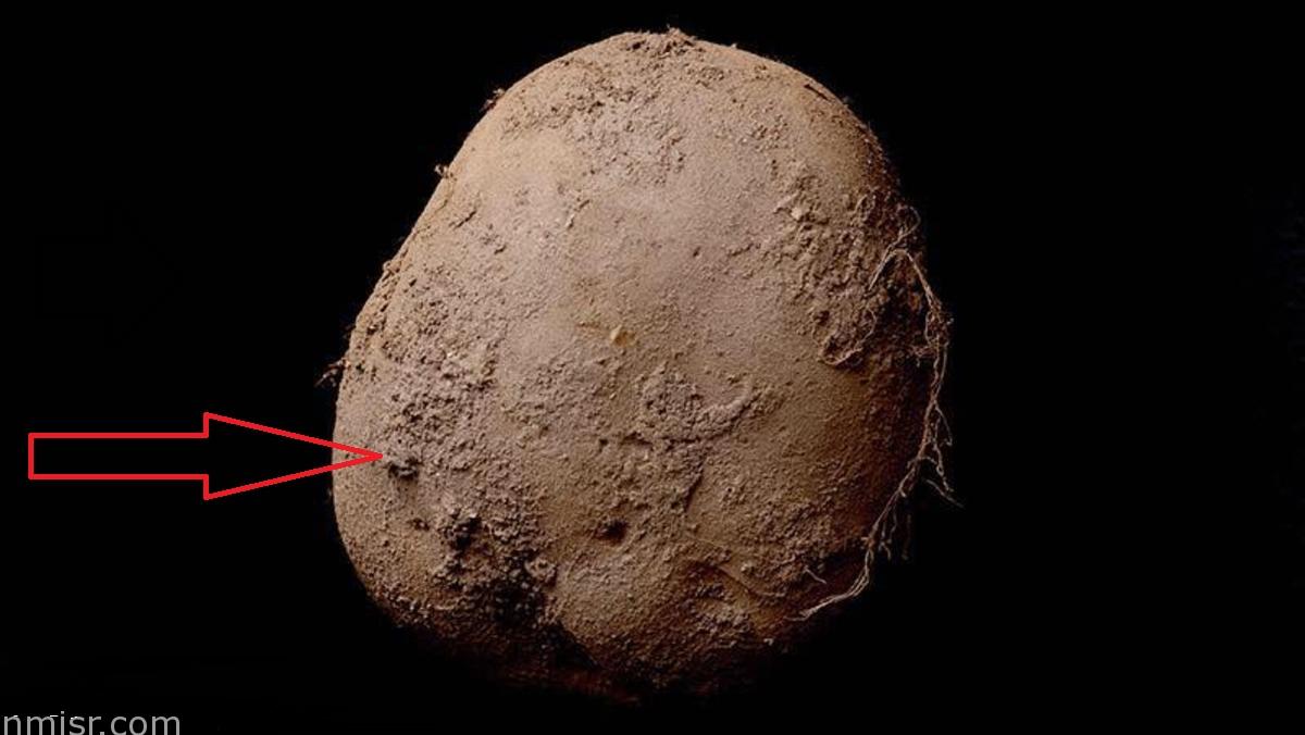سر صورة حبة البطاطس الغريبة والتي تم بيعها بمبلغ خيالي 