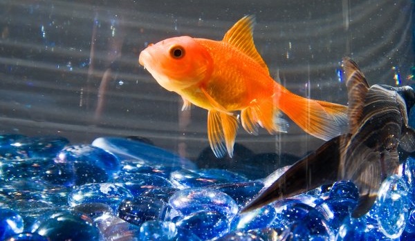 هل الأسماك تنام بشكل مختلف عن الكائنات الأخرى 