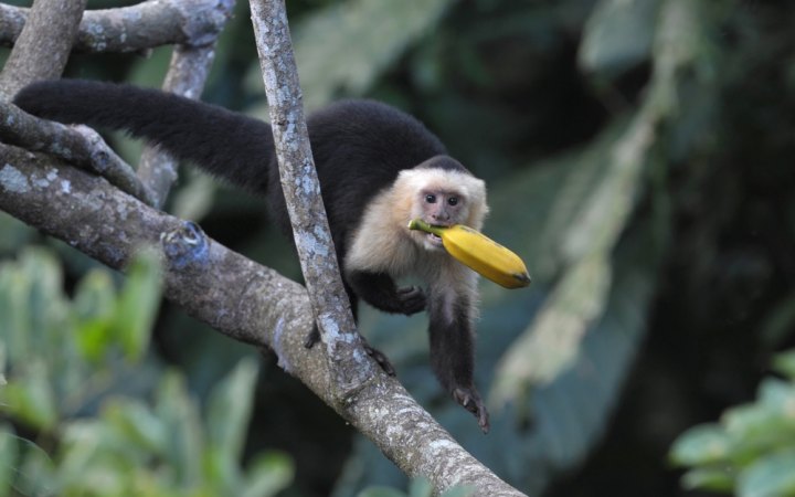 ليش القرود تحب تاكل الموز 