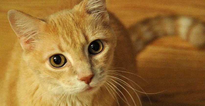 لماذا يعاني بعض الناس من حساسية القطط 