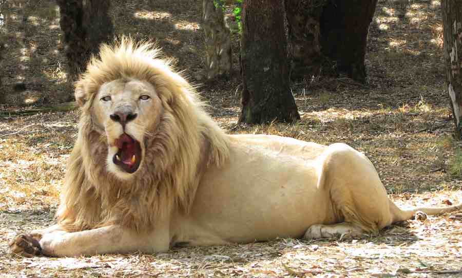 lazy_king_of_the_animals_by_mbeki-d376css