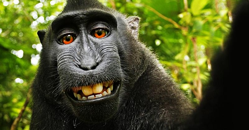 monkey-selfie-feature