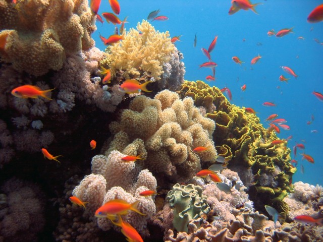 red-sea-diving-sudan-e1408388406253