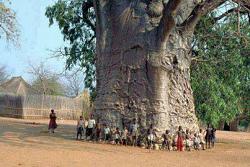 بيسموها شجرة الحياة 2000 سنة _ جنوب افريقيا
