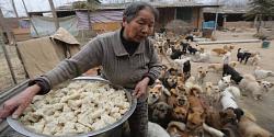 إمراة صينية مسنة تطعم 1300 كلب يومياً!!