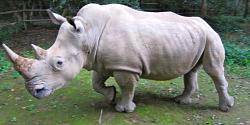 حراس ينقذون وحيد القرن الرضيع بعد أن رفض ترك جانب أمه الراحلة