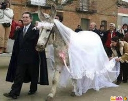 رجل يتزوج حمارة و يقيم لها حفل زفاف كبير 