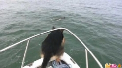 حماسة كلب تدفعه للقفز مع الدلافين! فيديو