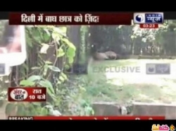 شاب هندي يلقى مصرعه بعد قفزه بقفص نمر في الهند! فيديو