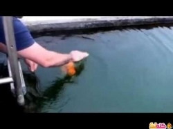 سمكة تلعب مع رجال كأنها حيوان أليف فيديو