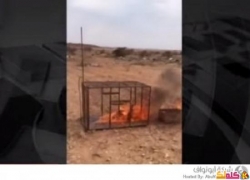 شباب يحرقون ثعلباً عقاباً له! فيديو