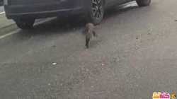 قطة تتسبب بحوادث على طريق سريع في فيديو