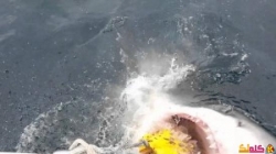 مشهد مرعب لسمك القرش يحاول اكل القارب