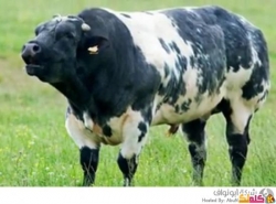 أكبر سلالات البقر في العالم فيديو