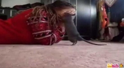 بالفيديو فتاة صديقها المقرب فأر يلعب معها الاستغمايه