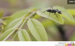 نيلانديرا فولفا، النمل المجنون فيديو