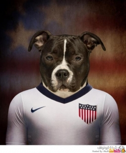 كلاب داخل قمصان الفرق المشاركة في كأس العالم 16 صورة