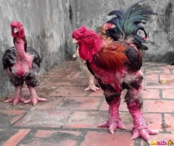 دجاج فيتنامي ، سيكون أغرب دجاج تشاهده