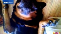بالفيديو كلب يتظاهر بالموت هربا من تناول الدواء