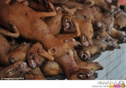 مدينة صينية تحتفل بأطول يوم في السنة بأكل لحوم الكلاب 8 صور
