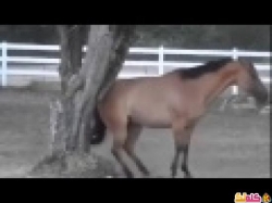 شاهد ماذا يفعل هذا الحصان