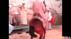 شاهد الحصان وهو يقتل رجل في احد الافراح في صعيد مصر