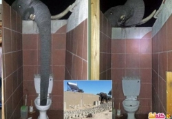 فيل أفريقى مدمن شرب ماء المرحاض