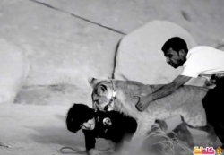 شبل يهاجم طفل أثناء تصوير كليب سعودى