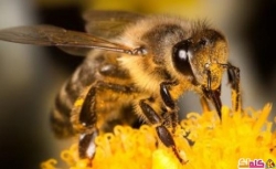 حقائق مُدهشة عن الكائنات الأكثر تنظيماً النحل