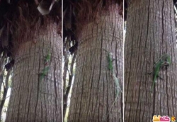 خناقة دموية بين برصين على جذع شجرة 