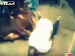 فيديو شاهد وفاة جزار أثناء ذبحه لعجل في عيد الأضحى