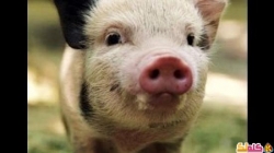 لمادا خلق الله الخنزير ولمادا حرم اكله