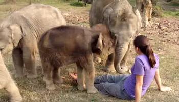 ماذا فعل صغير الفيل عند اكتشافه ان صديقته ليس لها خرطوم