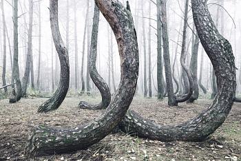 غابة غامضة في بولندا تظهر قدرة الخالق عز وجل