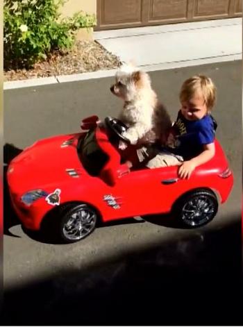 كلب يقود سيارة اطفال بطفل رضيع