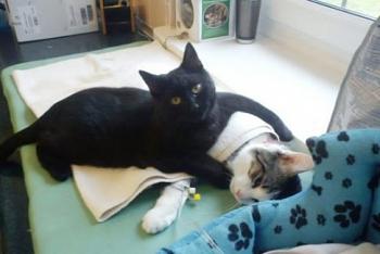 قطة تعمل بدوام كامل في مأوى لرعاية الحيوانات