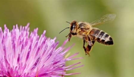 بالصور أين يذهب النحل خلال الشتاء؟