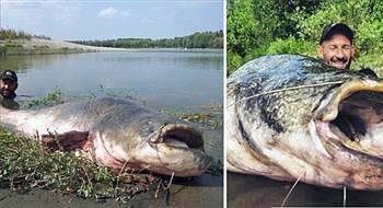 إيطالي يصطاد سمكة سلور وزنها 120 كيلوغراما