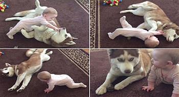 كلب صبور يلاعب طفلة مشاكسة